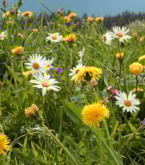 Horská kvetinová lúka - Planta Naturalis - osivo lúčnych kvetov - 10 g