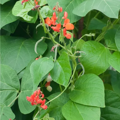Fazuľové struky Butler - Phaseolus coccineus - semená - 20 ks
