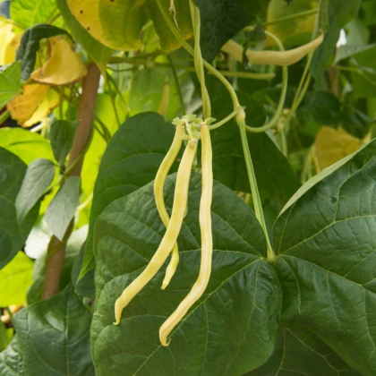 Fazuľa popínavá Neckargold - Phaseolus vulgaris - semená fazule - 15 ks