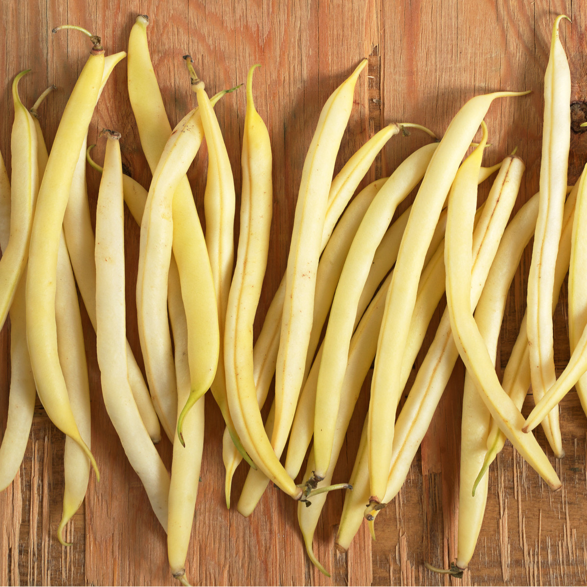 Fazuľa kríčková Sonesta - Phaseolus vulgaris - semená fazule - 20 ks