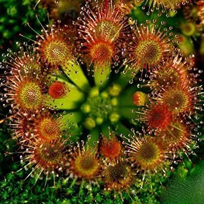 Rosička okrúhlolistá - Drosera rotundifolia - semená - 10 ks