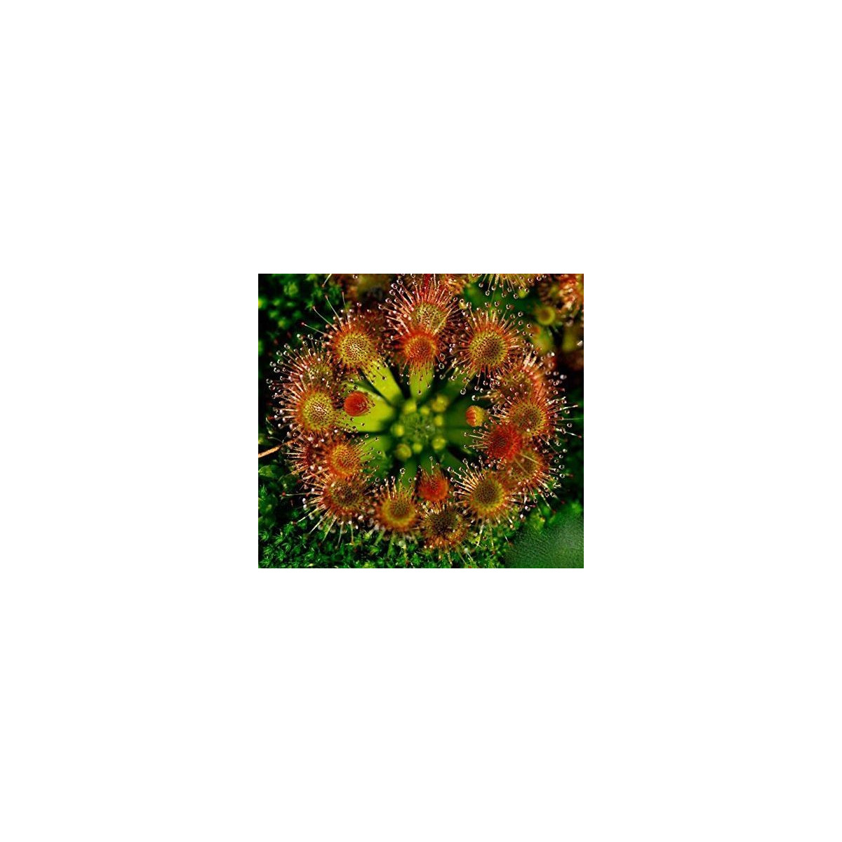Rosička okrúhlolistá - Drosera rotundifolia - semená - 10 ks