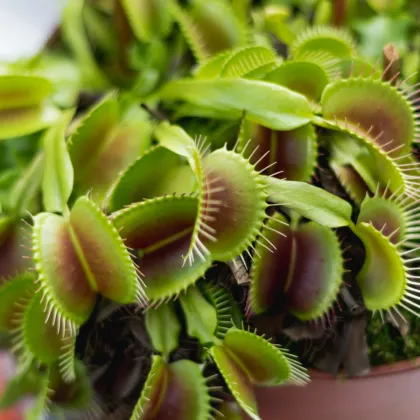 Mucholapka Charlie Mandon - Dionaea muscipla - semená - 7 ks