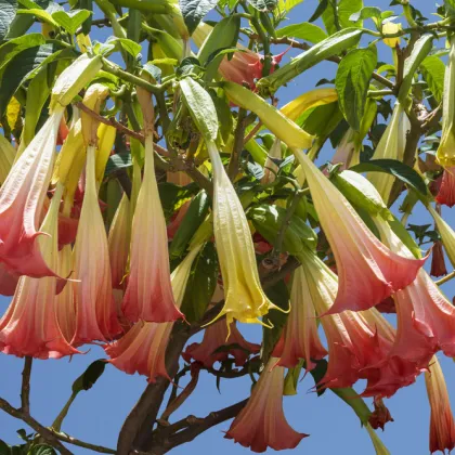 Brungmansia - Anjelské trúbky ružové - Brugmansia spp. - semená - 5 ks