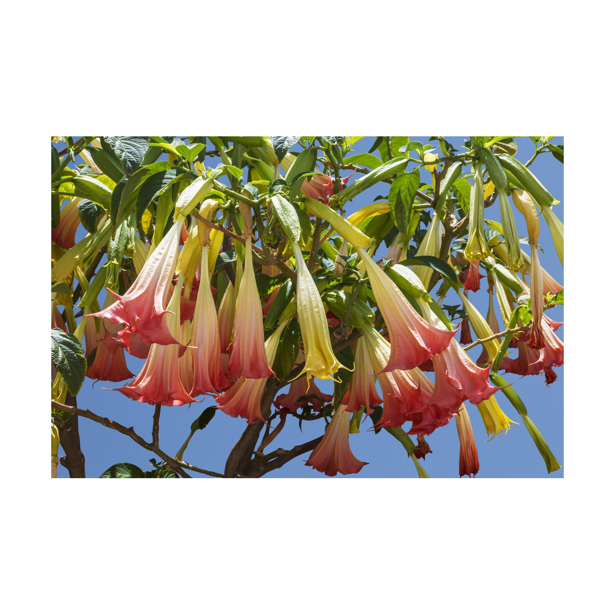 Brungmansia - Anjelské trúbky ružové - Brugmansia spp. - semená - 5 ks