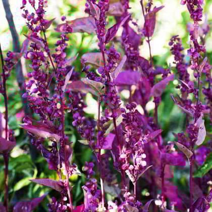 Loboda záhradná Scarlet - Atriplex hortensis - semená lobody - 60 ks