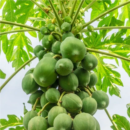 Papája melónová červená - Carica papaya - semená papáje - 5 ks