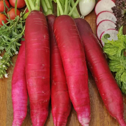 BIO Reďkev veľkonočná - Raphanus sativus - bio semená - 0,3 g
