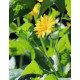 Silfium zrastenolisté - Silphium perfoliatum - semená silfiuma - 8 ks