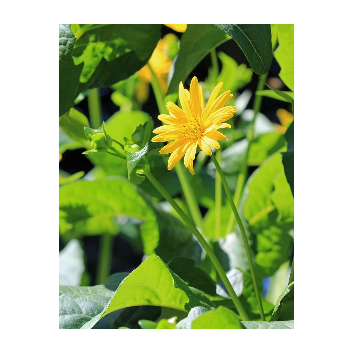 Silfium zrastenolisté - Silphium perfoliatum - semená silfiuma - 8 ks