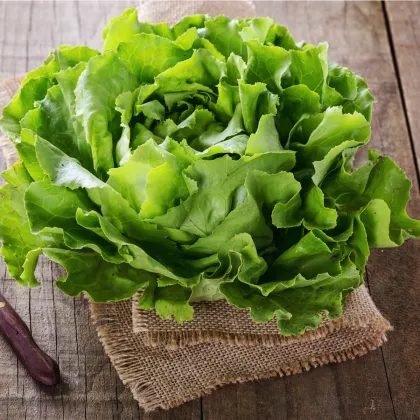 Šalát ľadový Saladin - Lactuca sativa - semená šalátu - 0,2 g