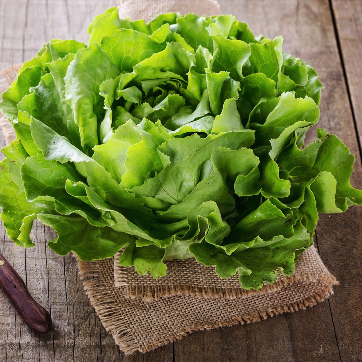 Šalát ľadový Saladin - Lactuca sativa - semená šalátu - 0,2 g