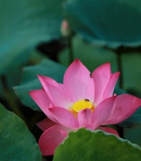 Lotos indický ružový - Nelumbo nucifera - semená lotosu - 2 ks