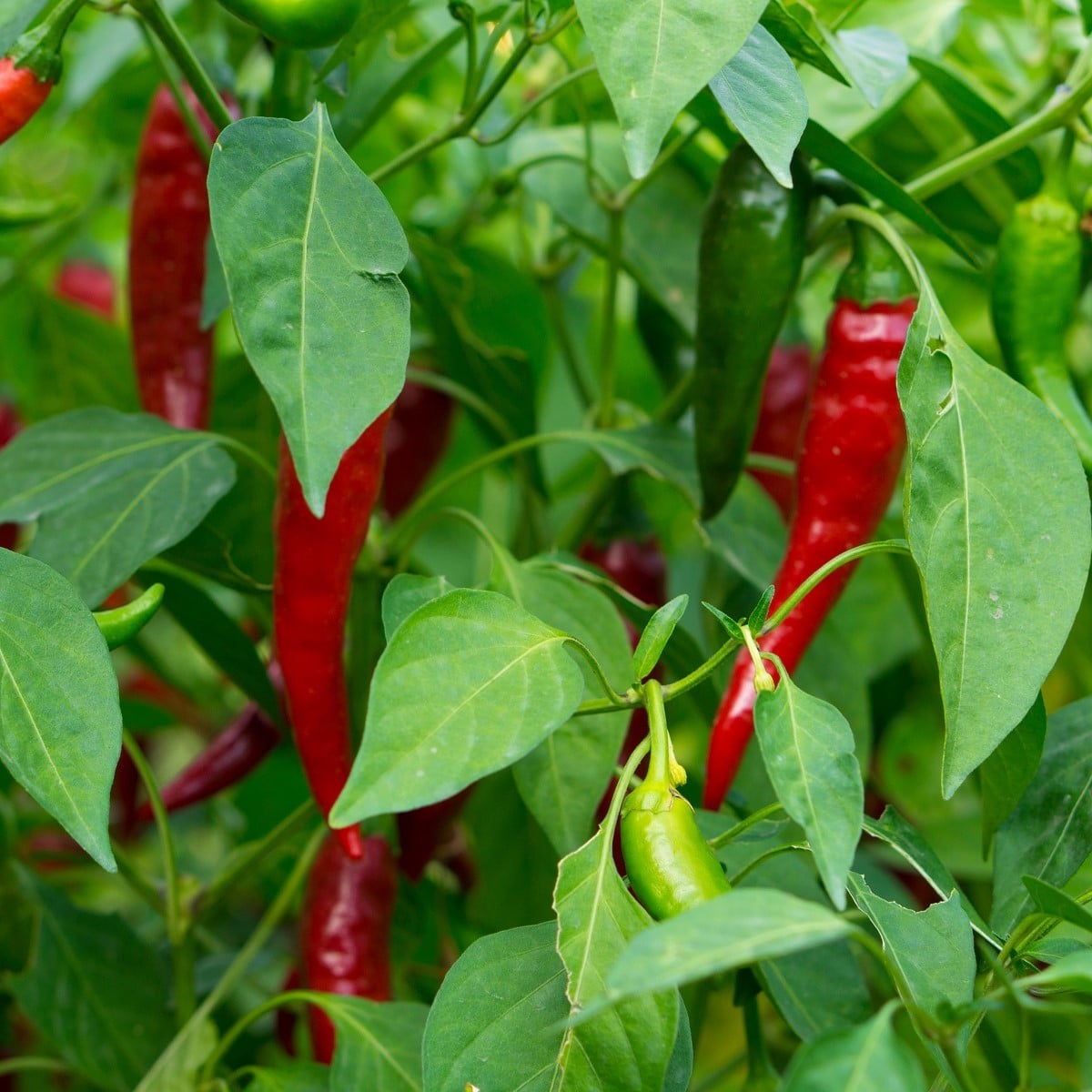 Chilli Thai Hot Culinary - Capsicum annuum - semená chilli - 6 ks
