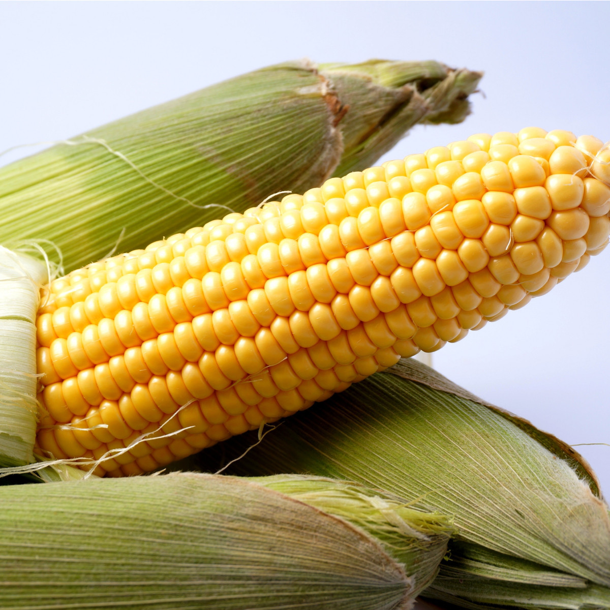 Kukurica cukrová Ombra F1 - Zea mays - semená - 15 ks