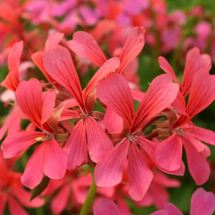 Pelargónia štítovitolistá Summer Showers zmes - Pelargonium peltatum - semená pelargonií - 4 ks