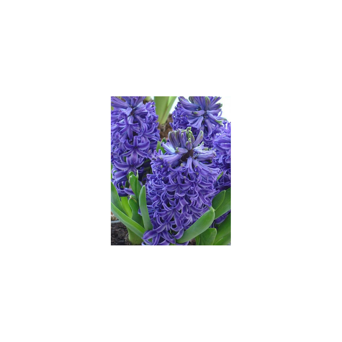 Modrý hyacint Blue Pearl - cibuľoviny - 1 ks
