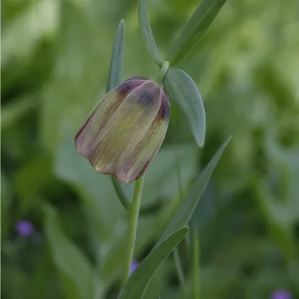 Korunkovka pontica - Fritillaria pontica - cibuľoviny - 3 ks
