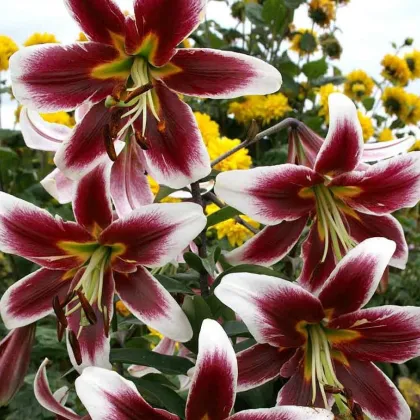 Ľalia Ot Miss Lilly - Lilium - cibuľoviny - 1 ks