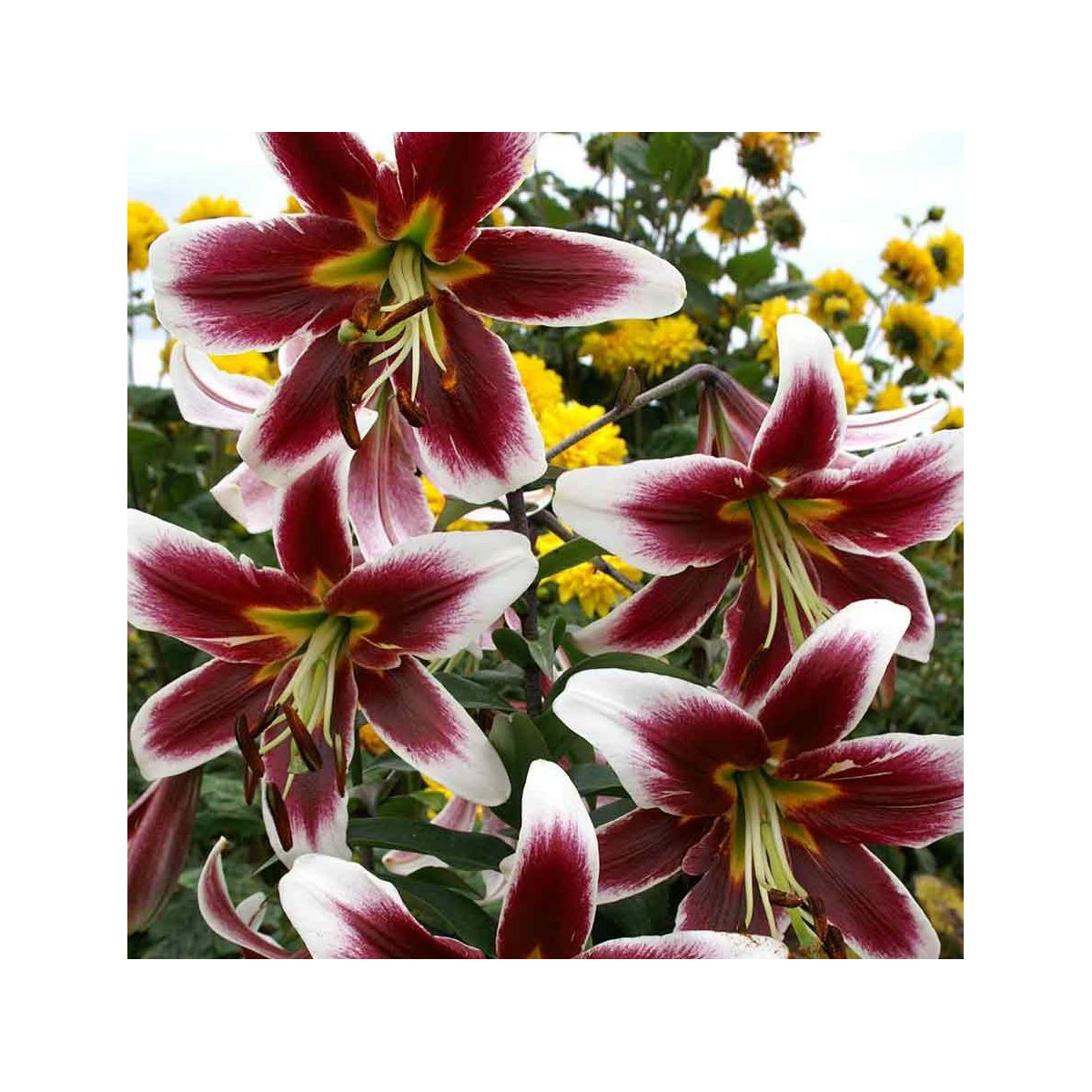 Ľalia Ot Miss Lilly - Lilium - cibuľoviny - 1 ks