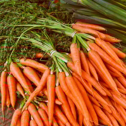 Mrkva Rothild - Daucus carota - semená - 900 ks