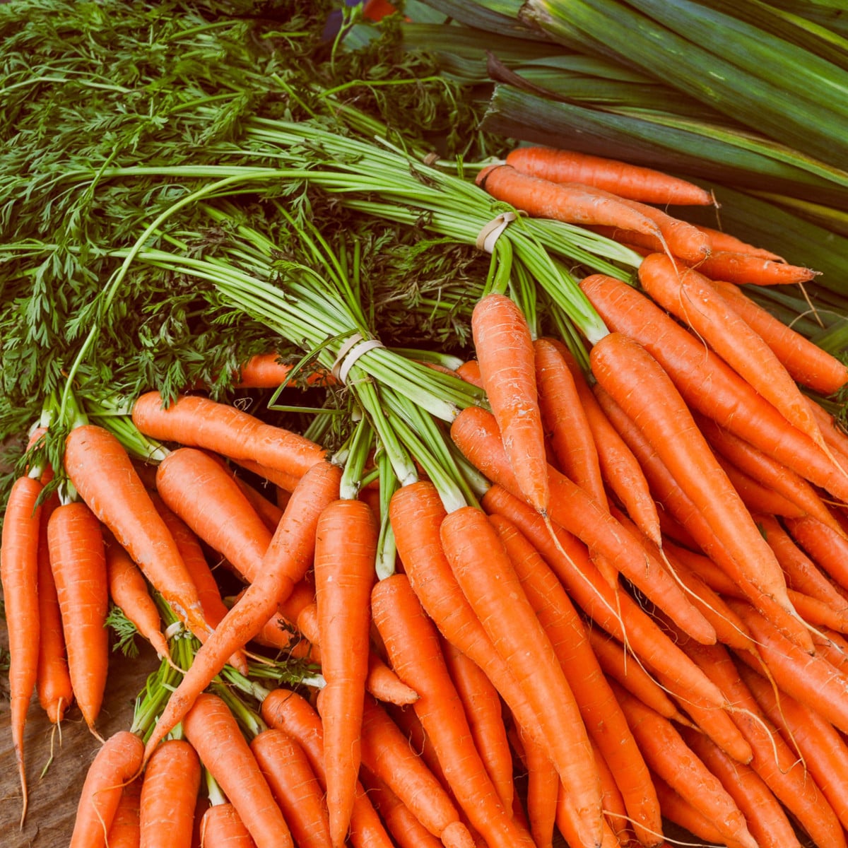 Mrkva Rothild - Daucus carota - semená - 900 ks