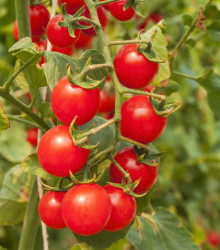 Paradajka červená Cherry - rajčiak - semená - 6 ks