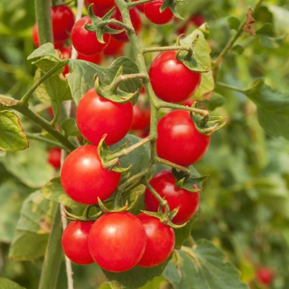Paradajky cherry červená - Solanum lycopersicum - semená paradajky - 6 ks