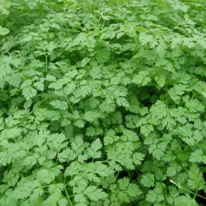 Trebuľka voňavá Fijne Krul - Anthriscus cerefolium crispum - semená trebuľky - 0,8 g