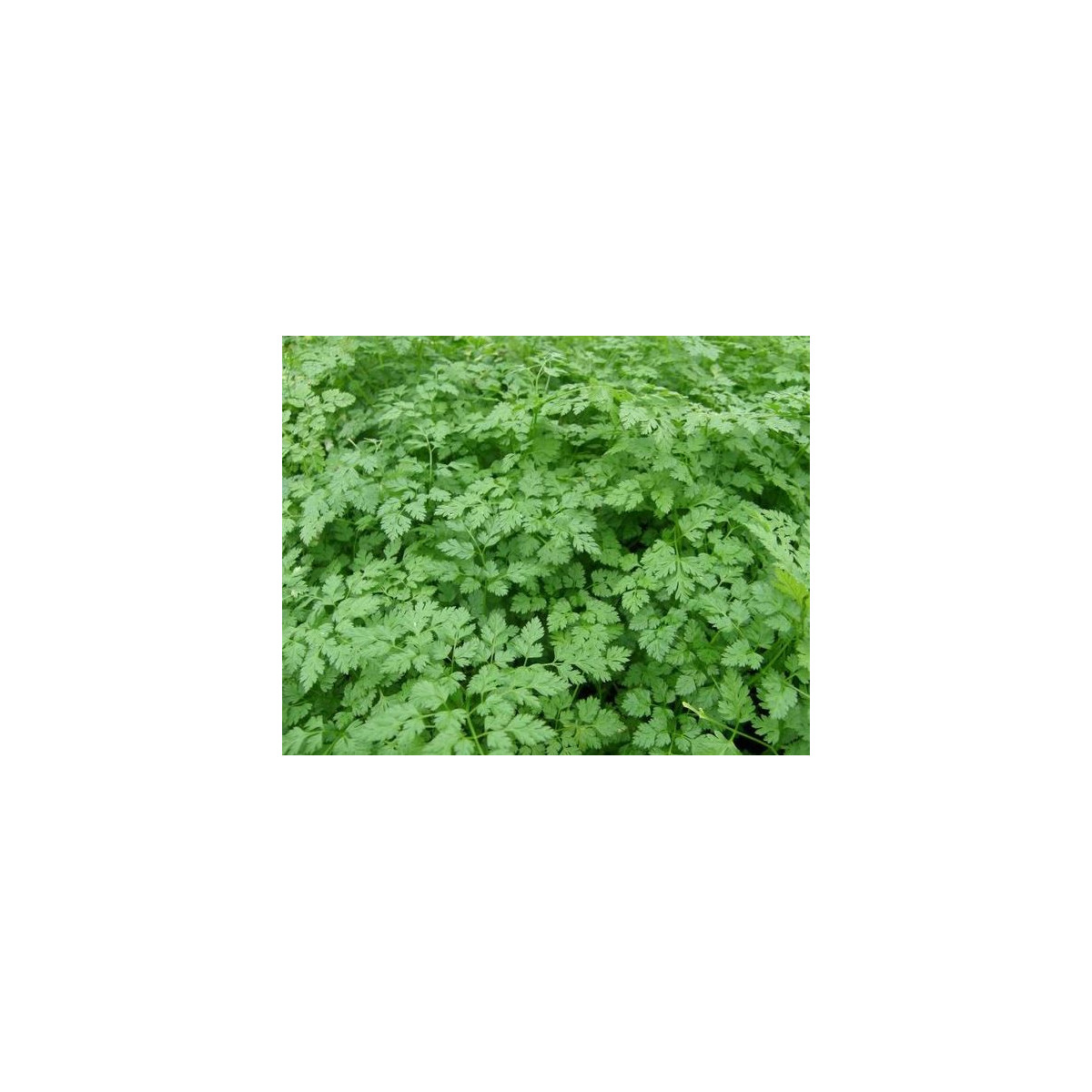 Trebuľka voňavá Fijne Krul - Anthriscus cerefolium crispum - semená trebuľky - 0,8 g