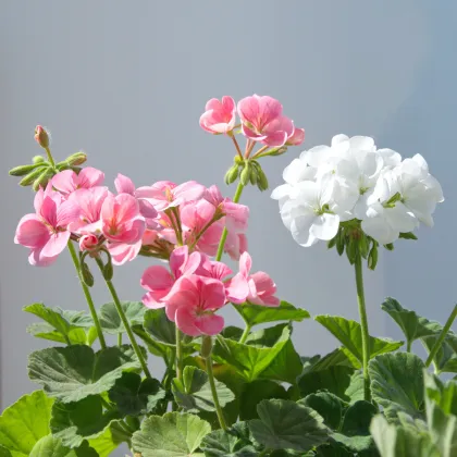 Muškát krúžkovaný Horizon Picotee zmes - Pelargonium zonale - semená pelargónií - 4 ks