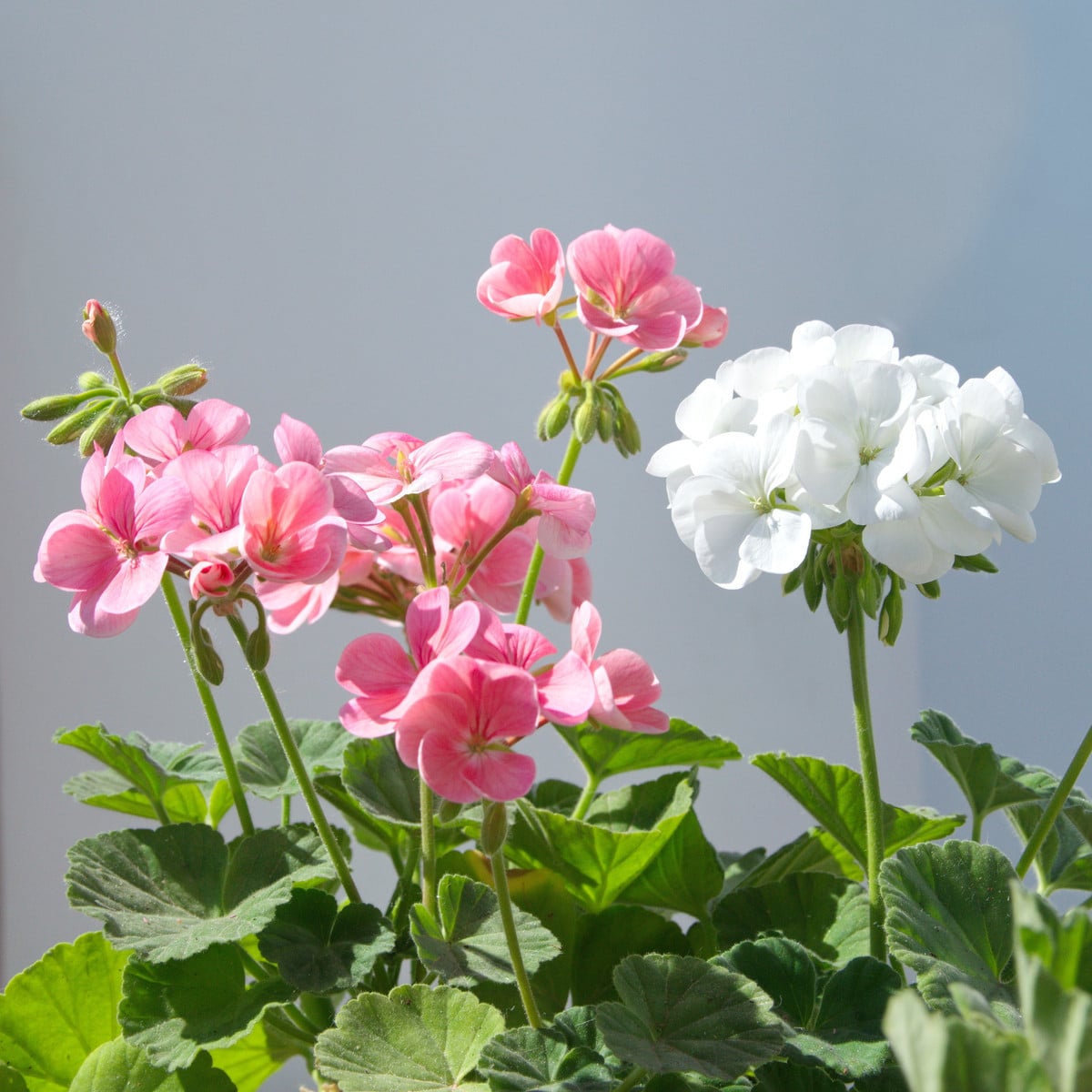 Muškát krúžkovaný Horizon Picotee zmes - Pelargonium zonale - semená pelargónií - 4 ks
