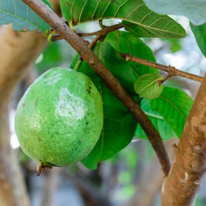 Guajava jablková - guava - Psidium guajava - semená guavy - 4 ks