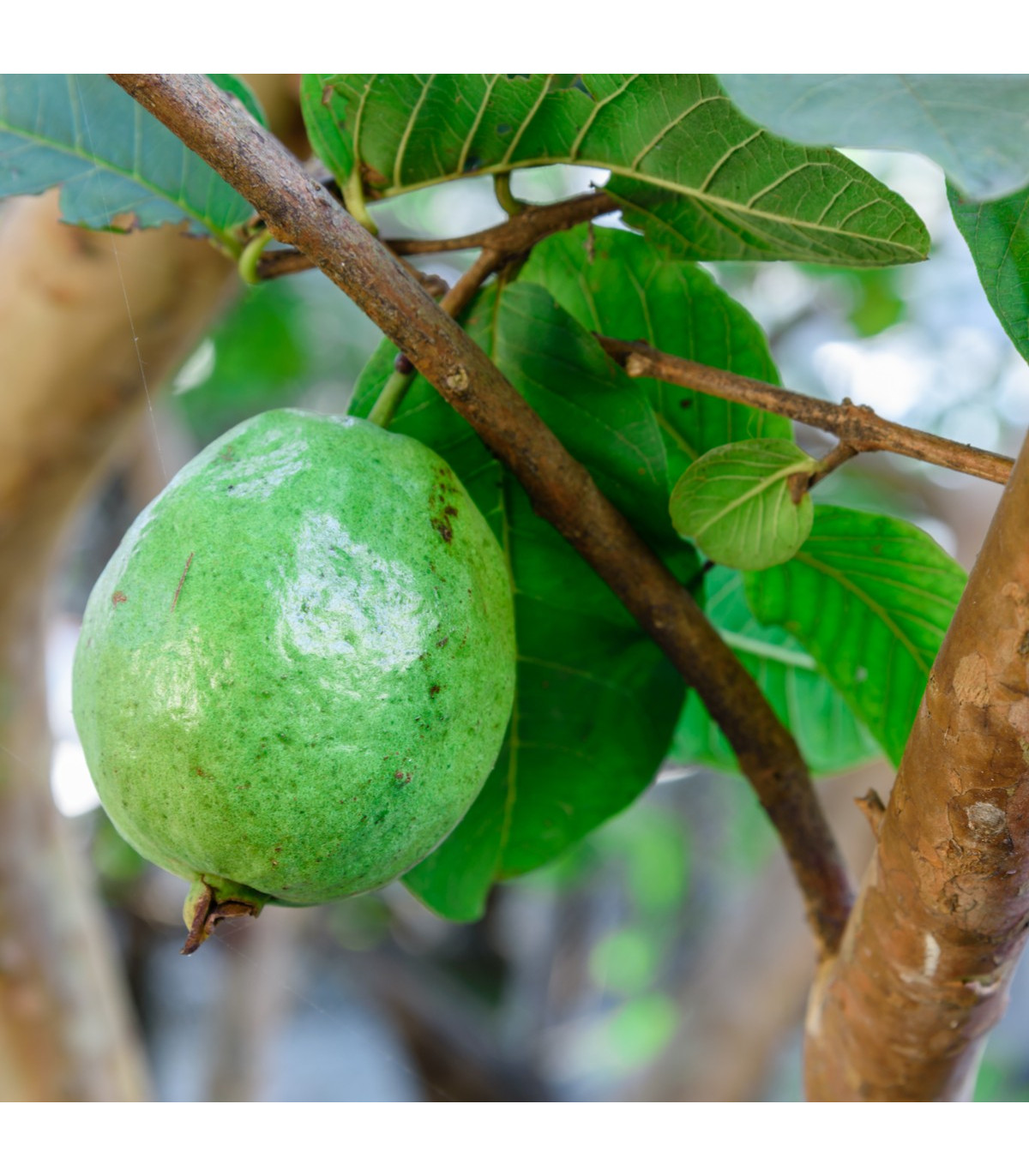 Guajava jablková - guava - Psidium guajava - semená guavy - 4 ks