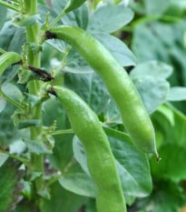 Bôb záhradný Piccola - Vicia faba - semená - 20 ks