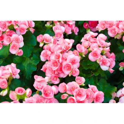 Begónia drobnokvetá ružová - Begonia multiflora - hľuzy begónie - 2 ks