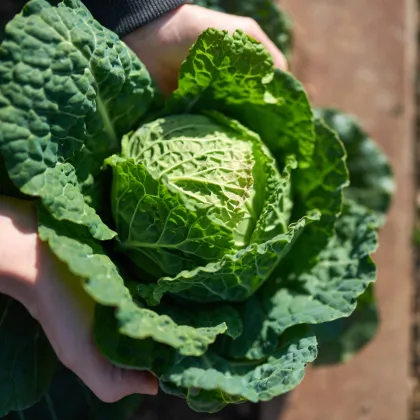 Kel Entira F1 - Brassica oleracea - semená kelu - 40 ks