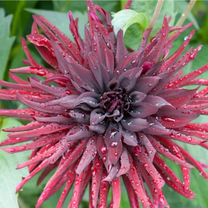 Georgína kaktusovitá Chat noir - Dahlia hybrida - cibuľoviny - 1 ks