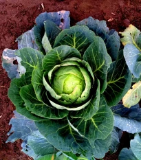 Kapusta biela Brunswijker - Brassica oleracea - semená kapusty - 150 ks