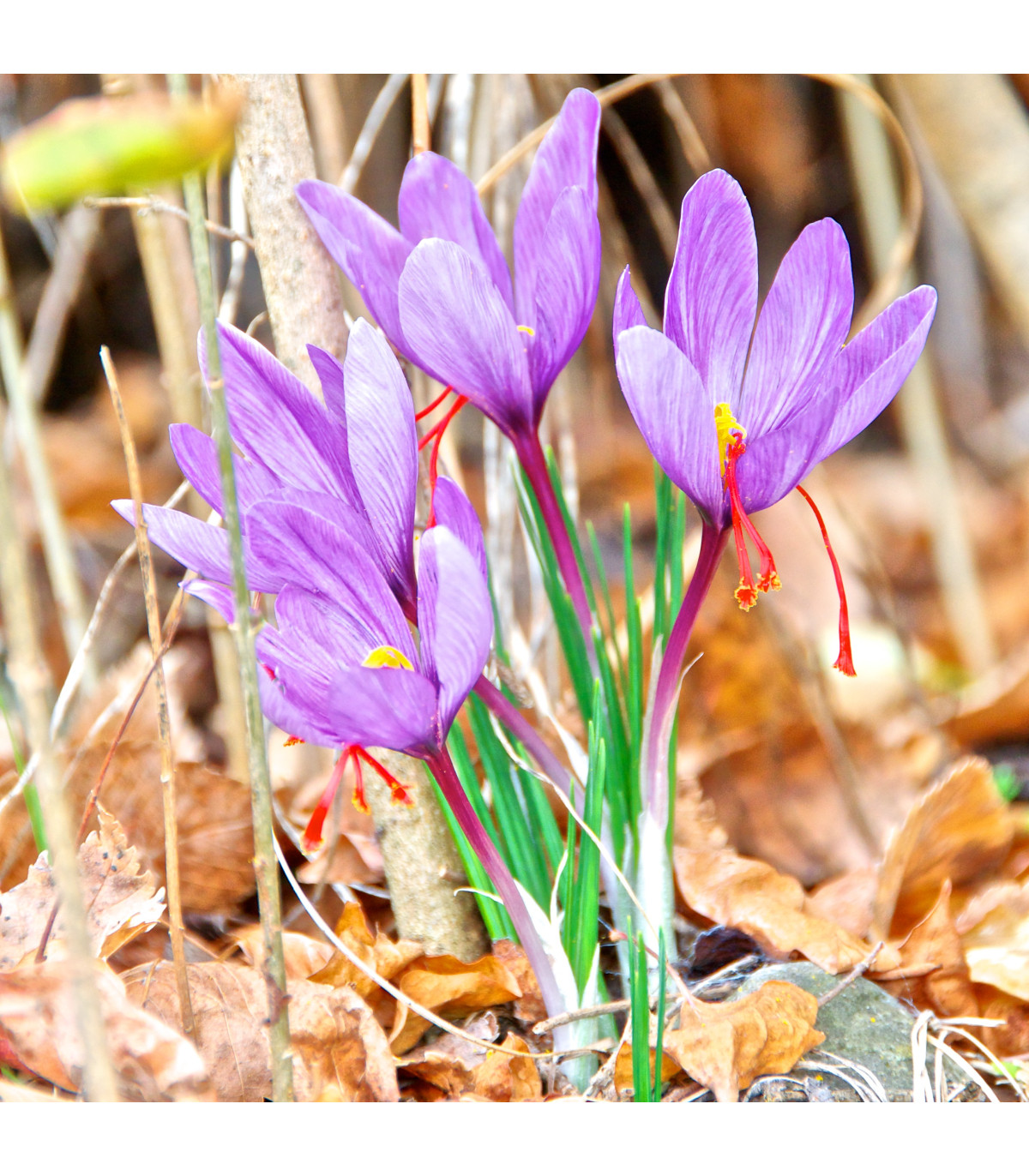 Šafrán siaty - Crocus sativus - hľuzy krókusu - 3 ks