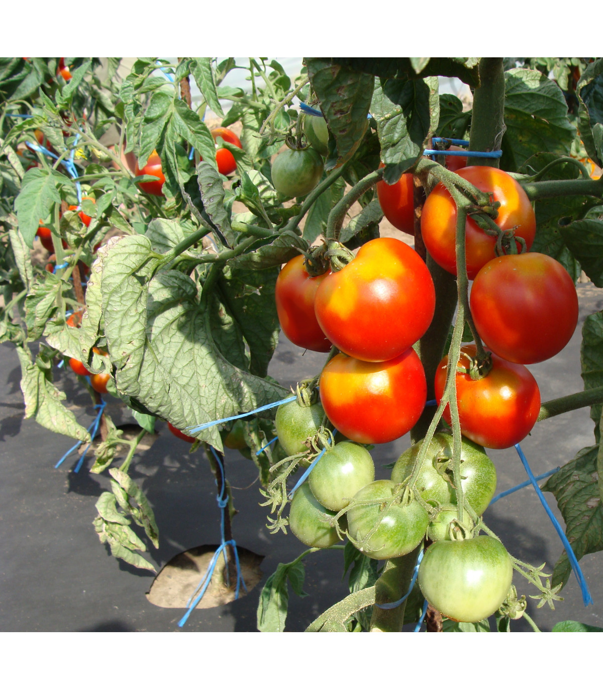 Paradajka stupické poľné skoré - Solanum lycopersicum - semená paradajky - 35 ks