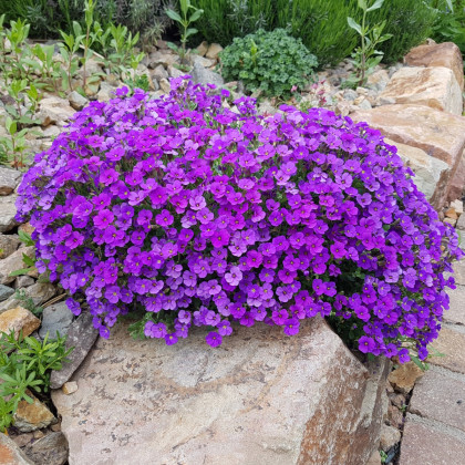 Tarička záhradná fialová - Aubrieta hybrida - semená - 200 ks