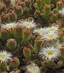 Poludňovka trblietavá - kosmatec kryštálový - Mesembryanthemum crystallinum - semená - 300 ks
