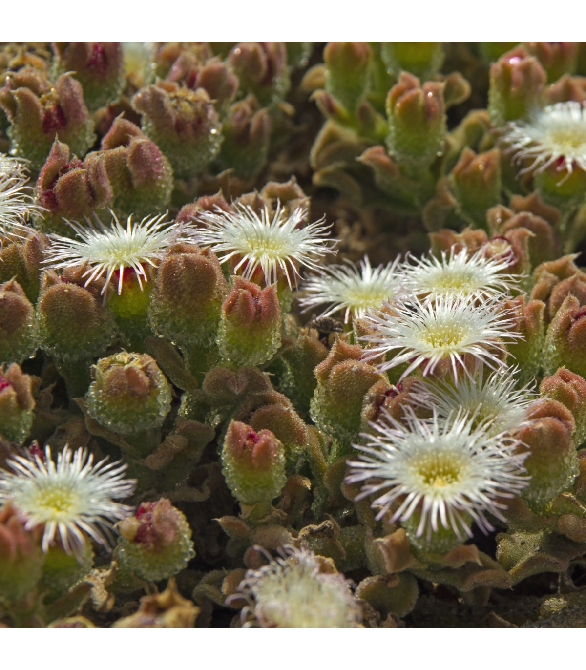 Poludňovka trblietavá - kosmatec kryštálový - Mesembryanthemum crystallinum - semená - 300 ks