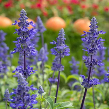 Šalvia modrá - Salvia farinacea - semená šalvie - 30 ks