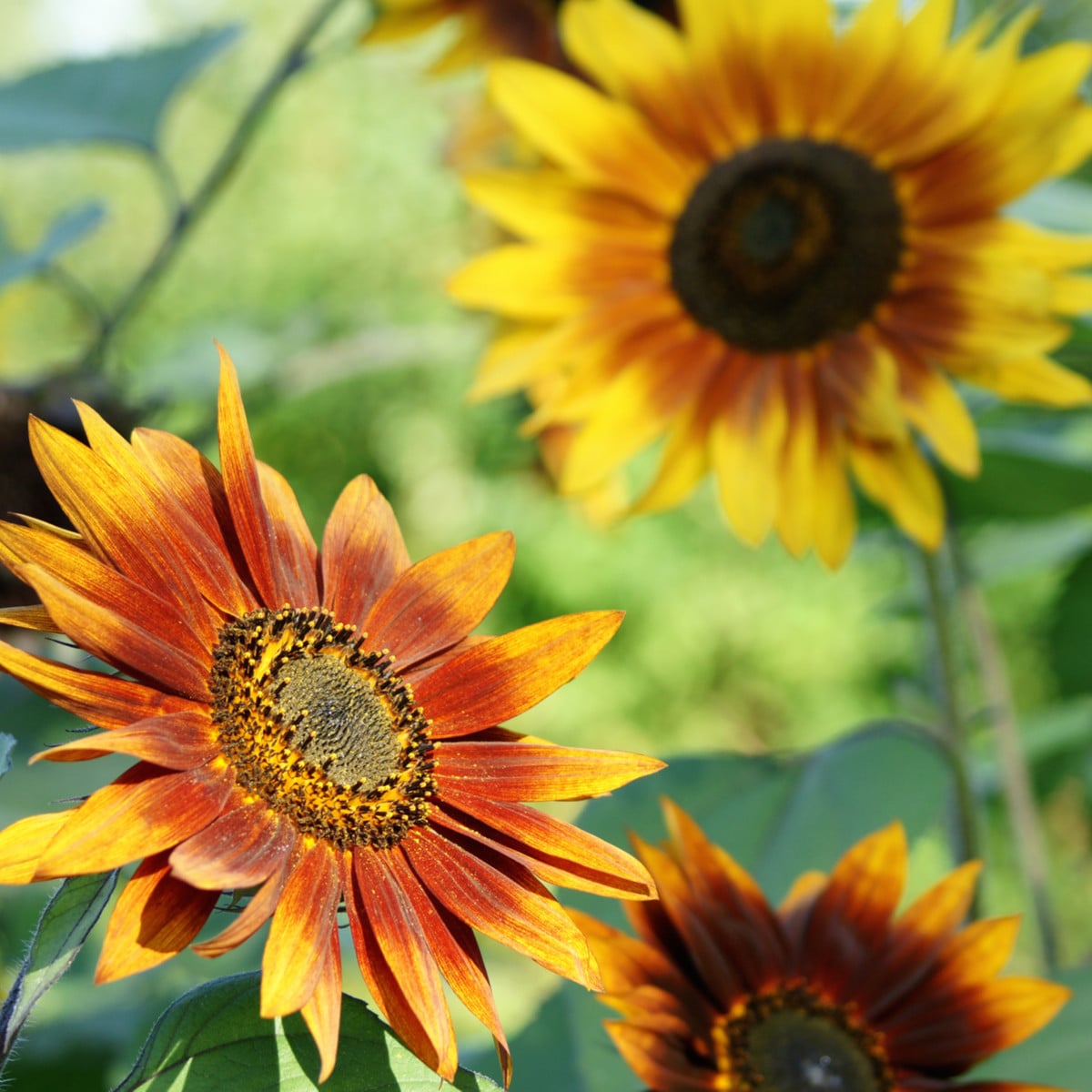 Slnečnica Fantázia Mix F1 - Helianthus annuus - semená slnečnice - 6 ks