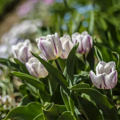 Tulipán Flaming Flag - Tulipa - cibuľoviny - 3 ks