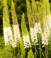 Fakľa himalájska - Eremurus himalaicus - hľuzy fakle - 1 ks