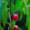 Chilli Cherry Bomb - Capsicum Annuum - semená - 6 ks