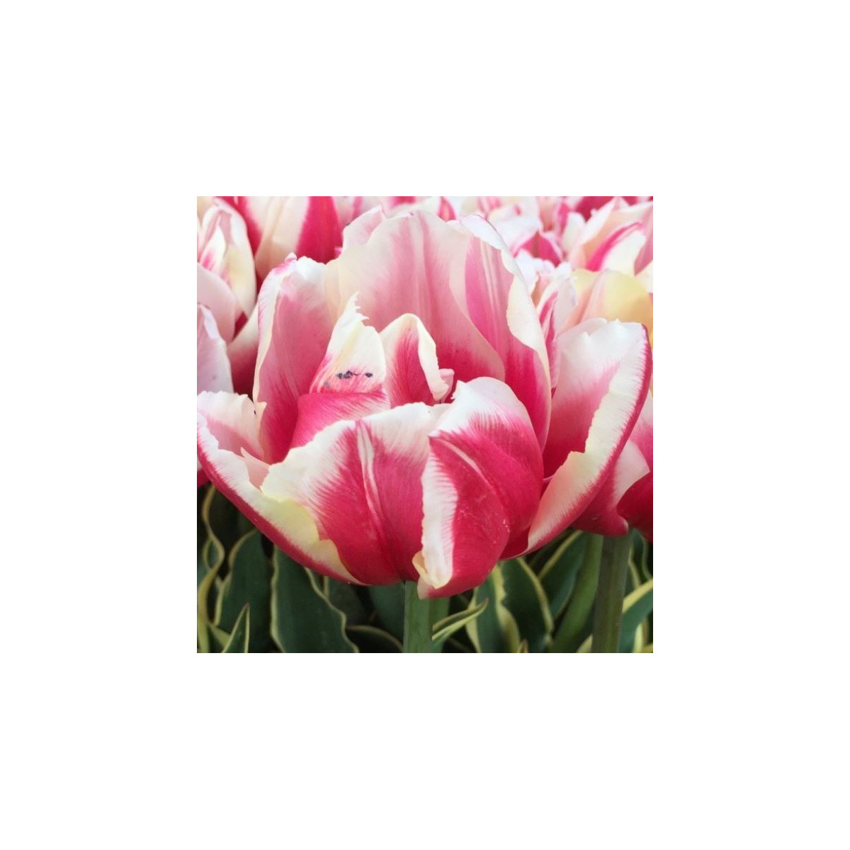 Tulipán Toplips - Tulipa - cibuľoviny - 3 ks